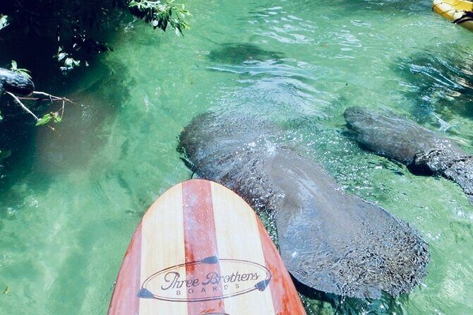 Orlando Manatee and Natural Spring Adventure Tour at Blue Springs - What’s Included and What to Keep in Mind