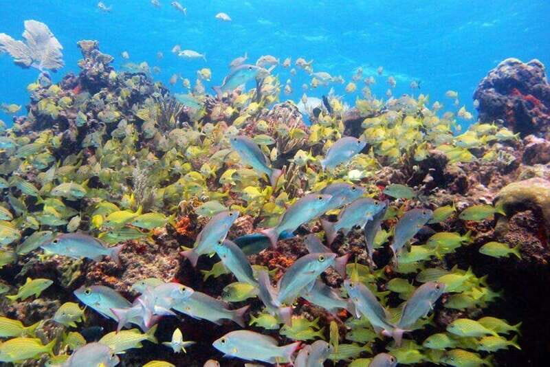 PADI Discover Scuba Diving for divers without certification - Why This Tour Is a Great Choice