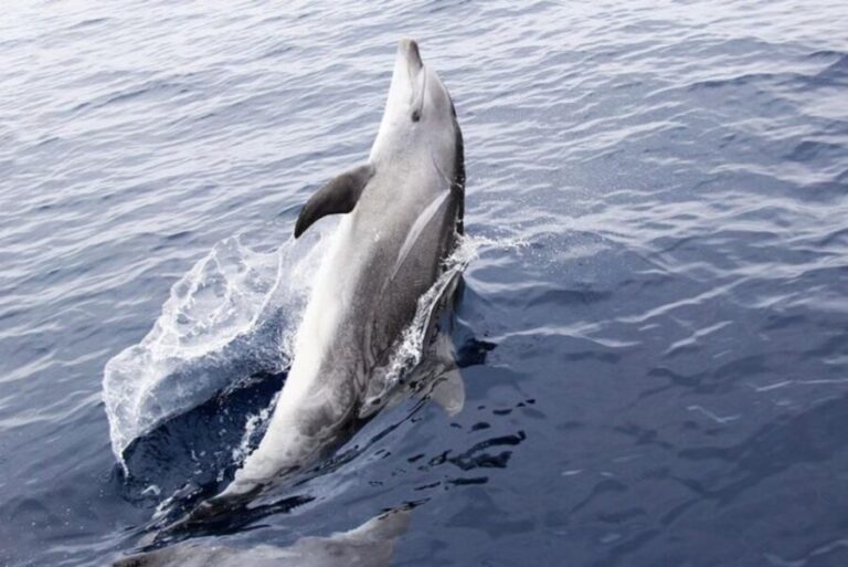 Panama City Beach: Dolphin Sightseeing Sail on the Footloose - Is This Tour Worth It?