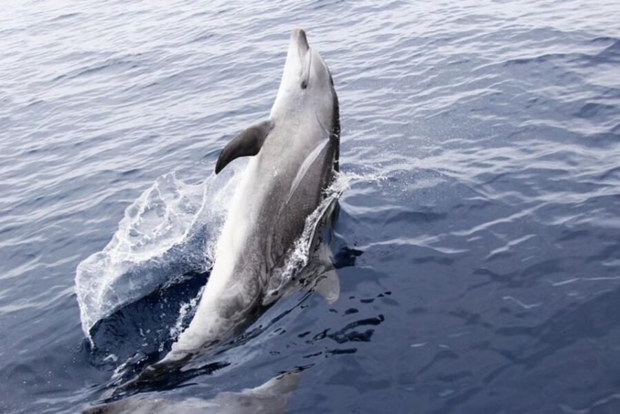 Panama City Beach: Dolphin Sightseeing Sail on the Footloose - Is This Tour Worth It?