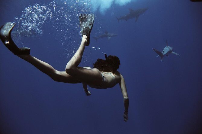 Pelagic Shark Dive Tour - Why This Tour Is Worth the Price
