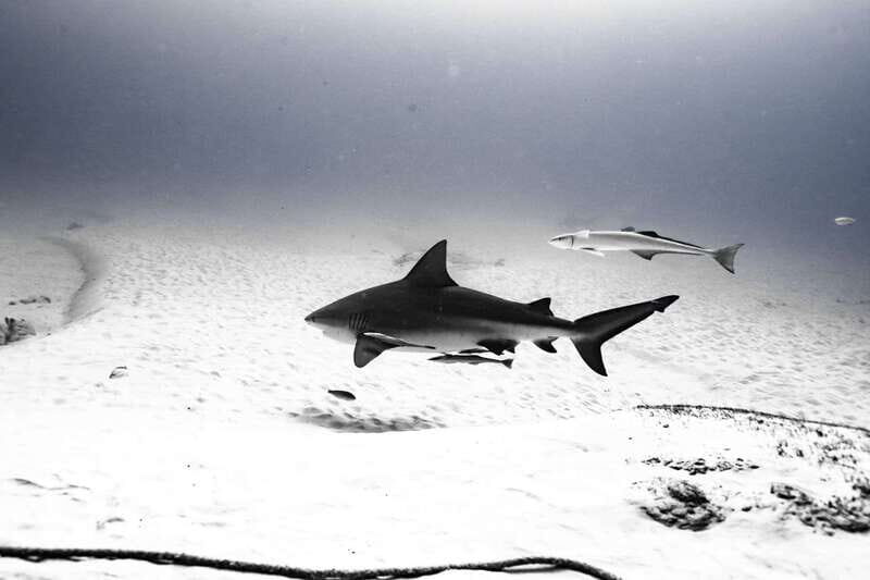 Playa del Carmen: Bull Shark Diving Experience - What to Expect from This Bull Shark Encounter