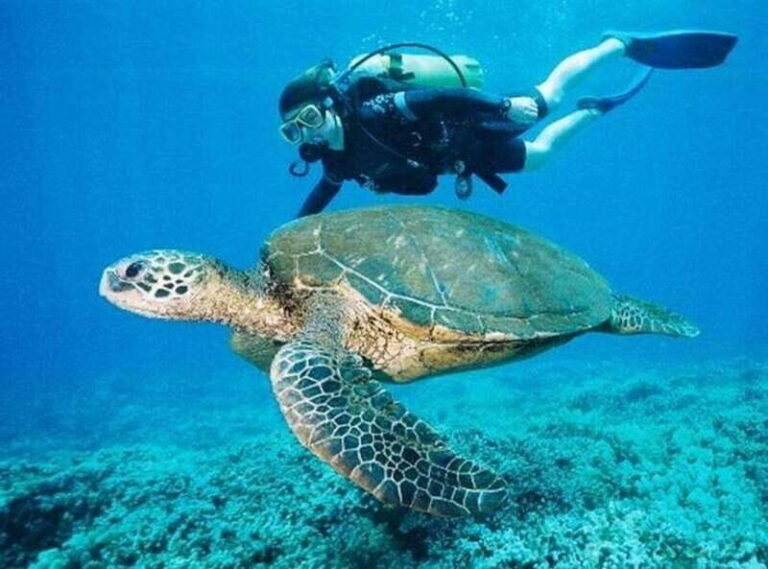 Playa del Carmen: Cenote Diving for Certified Divers - What Travelers Say & Why It Matters