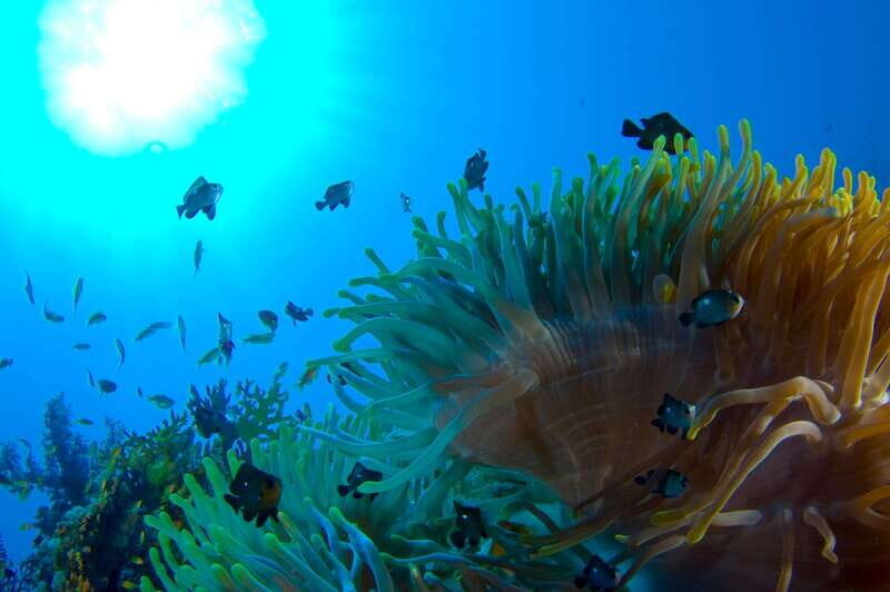 Playa del Carmen: Dive into our Local Reefs Today! - What to Expect During the Tour