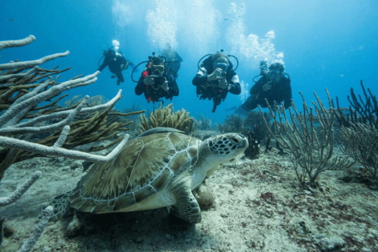 Playa del Carmen: Guided Reef Diving for Certified Divers - Who Will Love This Tour?