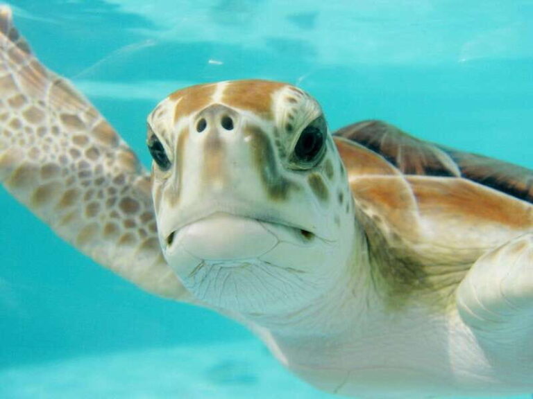 Playa del Carmen: Nature Underground Cenote & Turtle Swim - Snorkeling at Akumal Reef: Encountering Sea Turtles and Marine Life