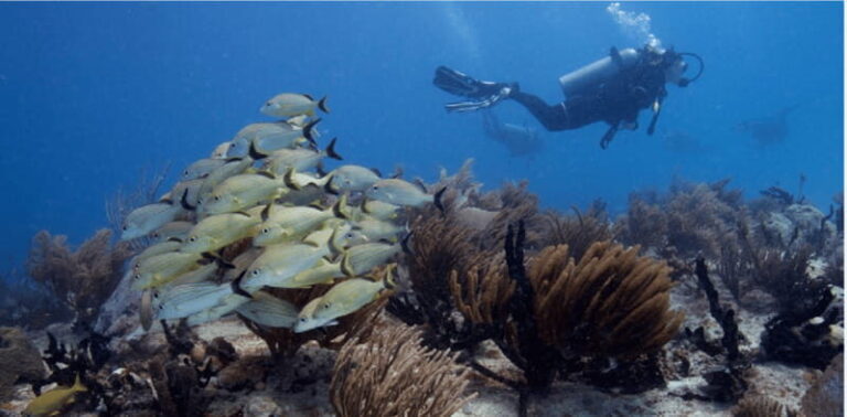 Playa del Carmen: Ocean Dive Tour - Who Should Consider This Tour?
