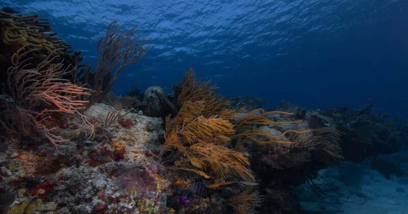 Playa del Carmen: Refresher Dive - Who Should Consider This Tour?