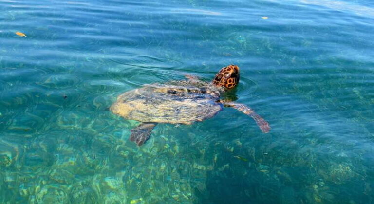 Playa del Carmen: Sian Ka'an Deluxe Boat Tour - What Makes the Sian Kaan Deluxe Boat Tour Special?