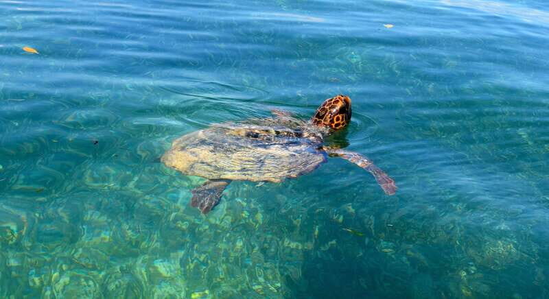 Playa del Carmen: Sian Ka'an Deluxe Boat Tour - What Makes the Sian Kaan Deluxe Boat Tour Special?