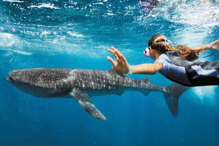 Playa del Carmen: Swim next to Whale Shark - What Makes This Tour Stand Out?