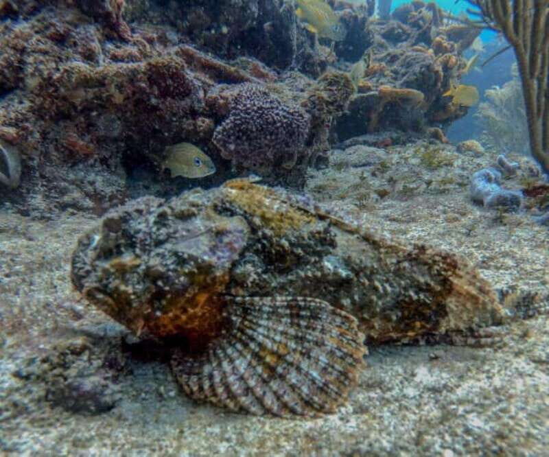 Playa del Carmen: Two Reefs Dives for Certified Divers - Final Thoughts