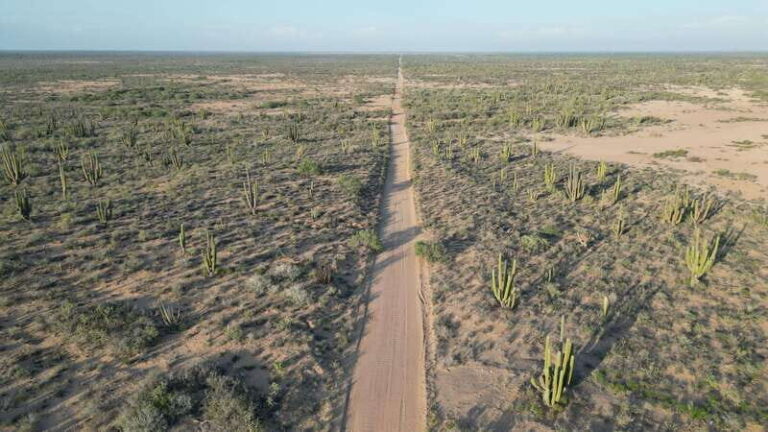 Playa el Cardonal: tour and sanboarding activity in Sahuimaro dunes - The Experience from Real Travelers’ Perspectives