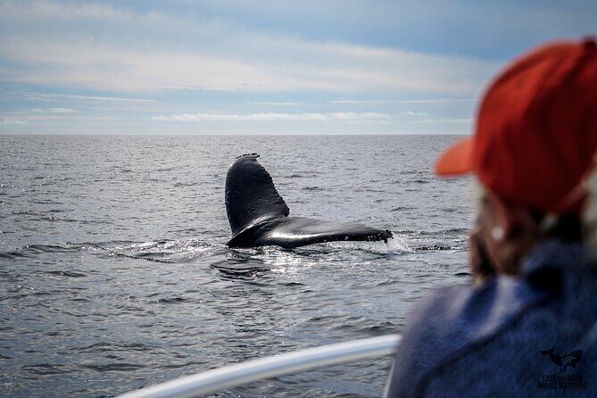 Private 2hr Supreme Whale/Dolphin Watching Tour, Newport Beach CA - The Experience: What Makes It Special?