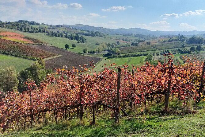 Private Balsamic vinegar & Parmigiano Reggiano factory visits - What Makes This Tour Stand Out?