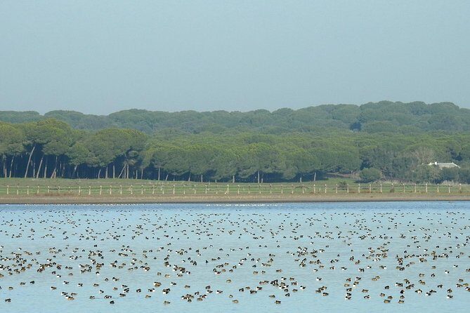 Private Birding & Photography Day Trip to Doñana - The Value of This Tour
