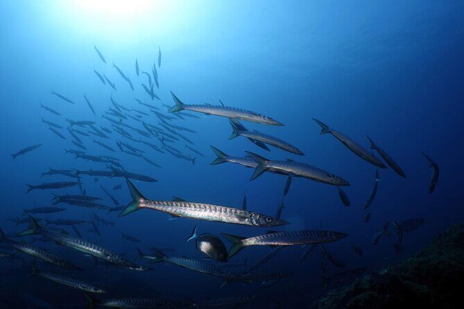 Private diving baptism in the Golf of Calvi - Potential Drawbacks or Considerations