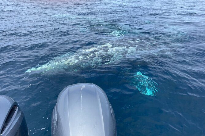 Private Family Whale & Dolphin Adventure in San Diego - Comfort and Facilities