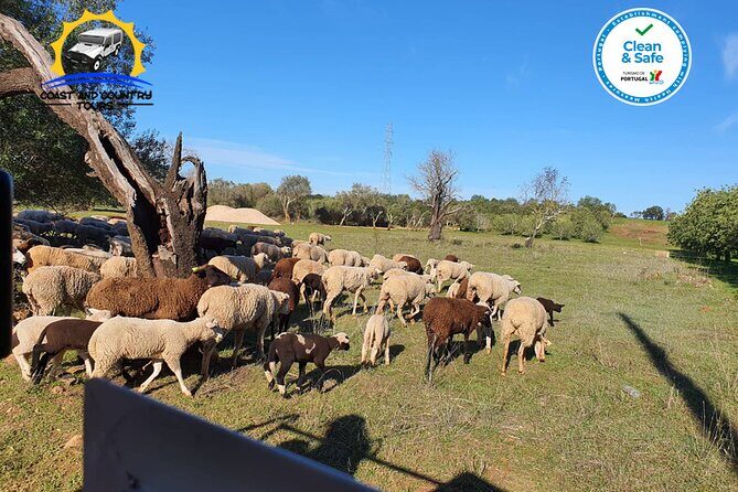 Private Jeep Safari Half-Day Tour - Authentic Experiences That Make a Difference