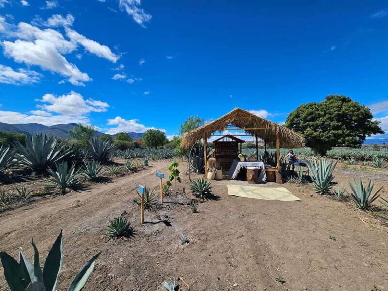 Private Mitla, Hierve el agua and Mezcal Tour with Lunch - What Makes This Tour Stand Out?
