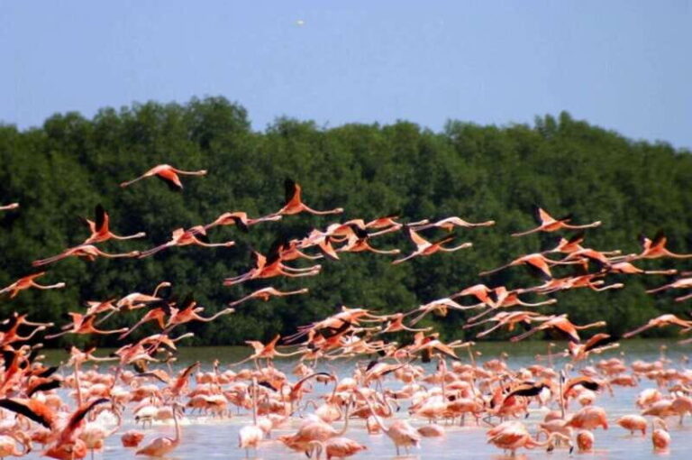 Private Tour Celestun Flamingo Watching and Beach - A Private Journey with a Local Guide