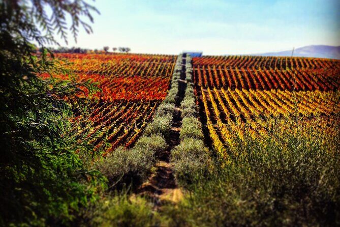 Private Tour in Douro - What’s Noteworthy and Potential Drawbacks