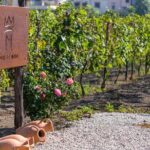 Private tour of Pompeii Ruins, Organic Wine tasting and Lunch - Wine and Lunch Tasting: A Hearty Italian Experience