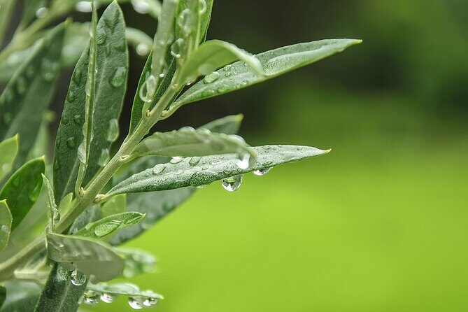 Private Traditional Olive Grove and Dragon Fruit Farm Tour - An In-Depth Look at the Experience