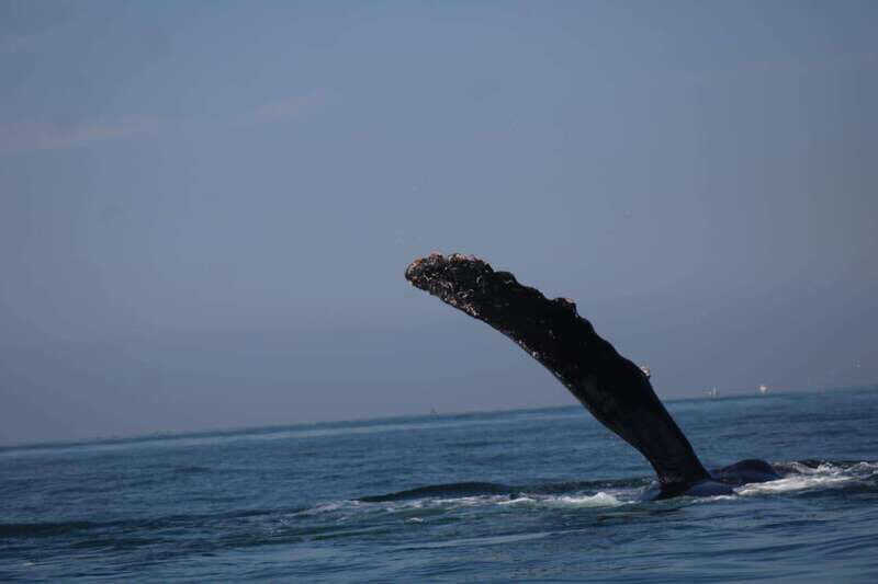 Private whale watching in mazatlan - Details of the Itinerary