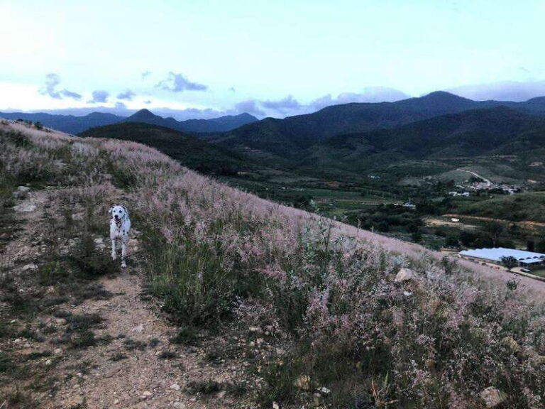 Psychedelic Hiking Trails in Sierra Nortes Hidden Forests - Itinerary Breakdown: A Day of Discovery