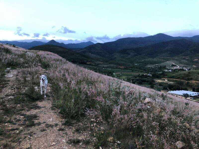 Psychedelic Hiking Trails in Sierra Nortes Hidden Forests - Itinerary Breakdown: A Day of Discovery