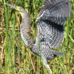 Puerto Escondido: Chacahua Lagoon Day Trip Bird Watching - The Logistics and Practicalities