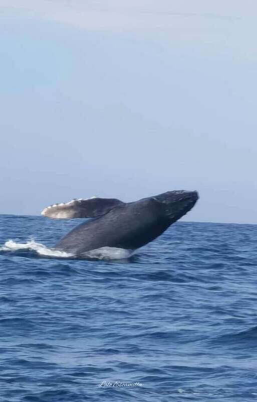 Puerto Escondido: Dolphin and Whale Watching - The Itinerary Breakdown