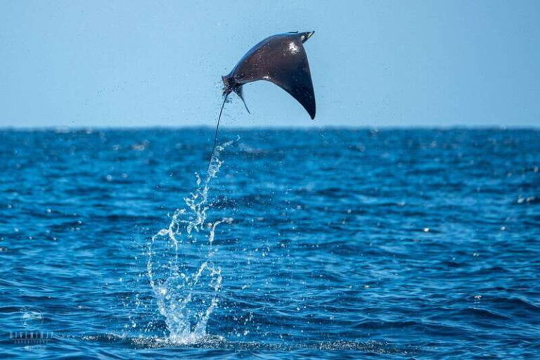 Puerto Escondido: Family Private Boat Tour - Whats Included and Whats Not