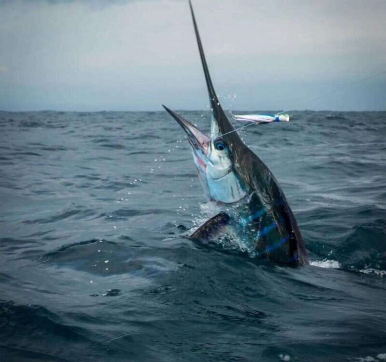 Puerto Escondido: Fishing Charter - Who This Tour Is Perfect For
