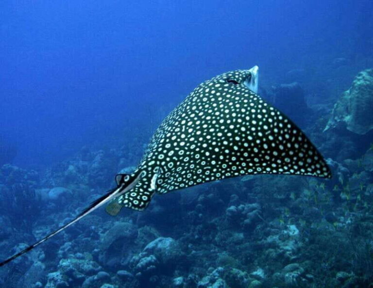 Puerto Morelos: Diving at Puerto Morelos Reef - An Introduction to Puerto Morelos Reef Diving