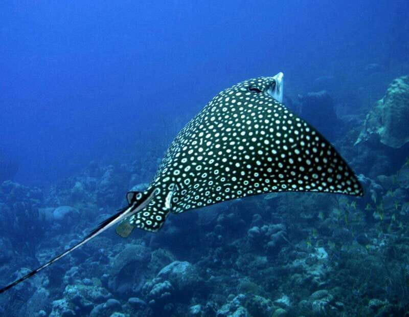 Puerto Morelos: Diving at Puerto Morelos Reef - An Introduction to Puerto Morelos Reef Diving