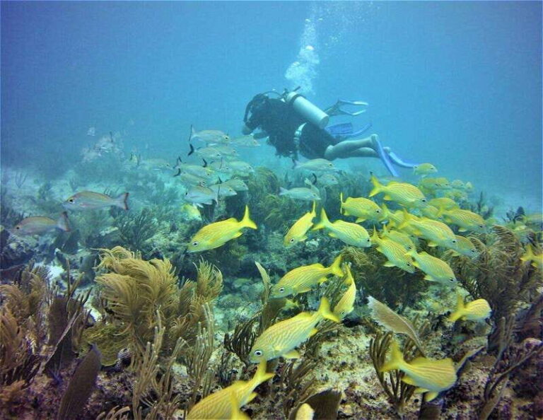 Puerto Morelos: Diving at the C56 Shipwreck - The Itinerary: A Closer Look