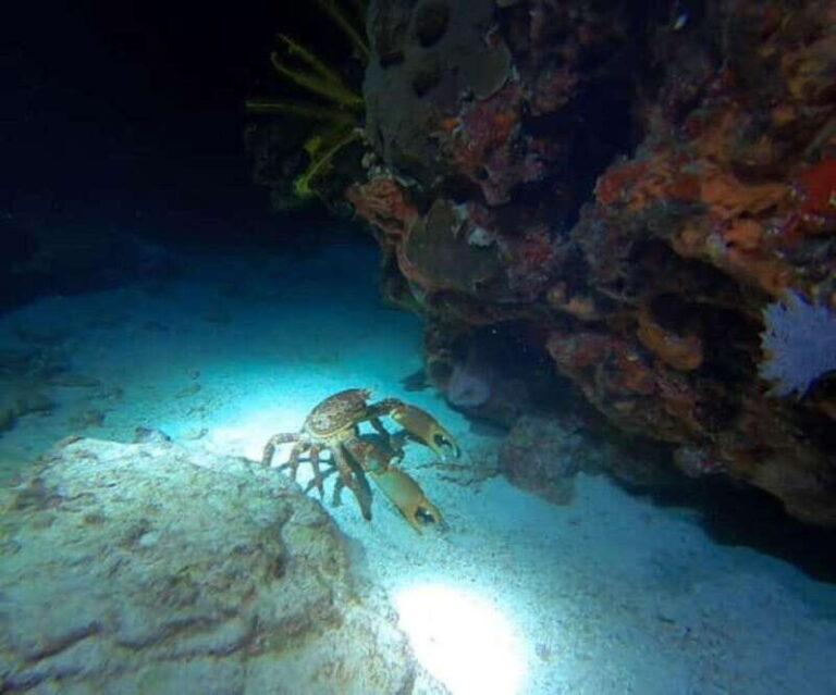 Puerto Morelos: Ojo de Agua Night Dive for Certified Divers - How the Itinerary Unfolds