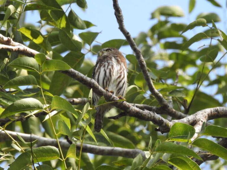 Puerto Morelos: Ruta de los Cenotes Birdwatching Tour - Final Thoughts