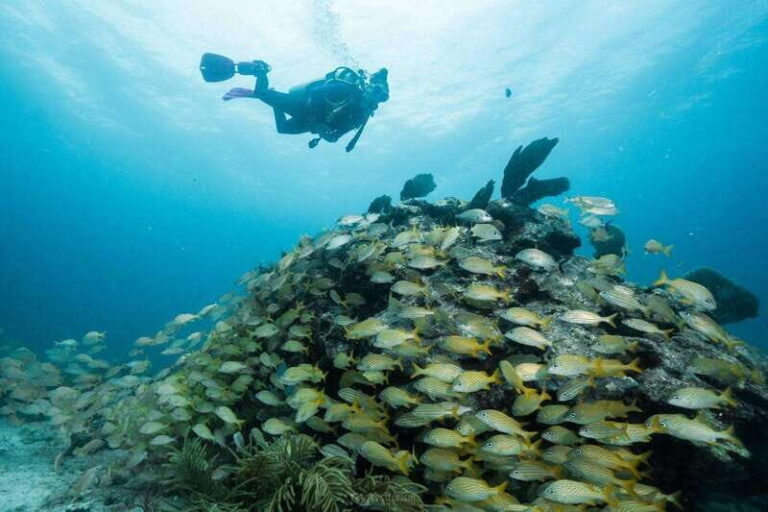 Puerto Morelos: Shore diving at Ojo de Agua Beach Club - What to Expect from the Tour