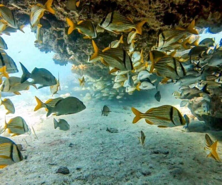 Puerto Morelos: Two Reef Dives for Certified Divers - The Itinerary: A Closer Look