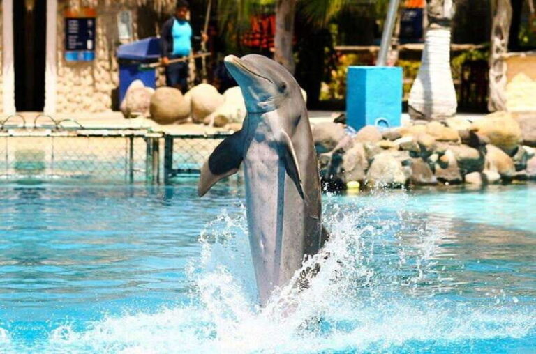 Puerto Vallarta: Dolphin Royal Swim at Aquaventuras Park - Who Is This Tour Best Suited For?