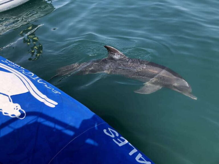 Puerto Vallarta: Dolphin Watching Cruise with a Biologist - What’s Included & What’s Not