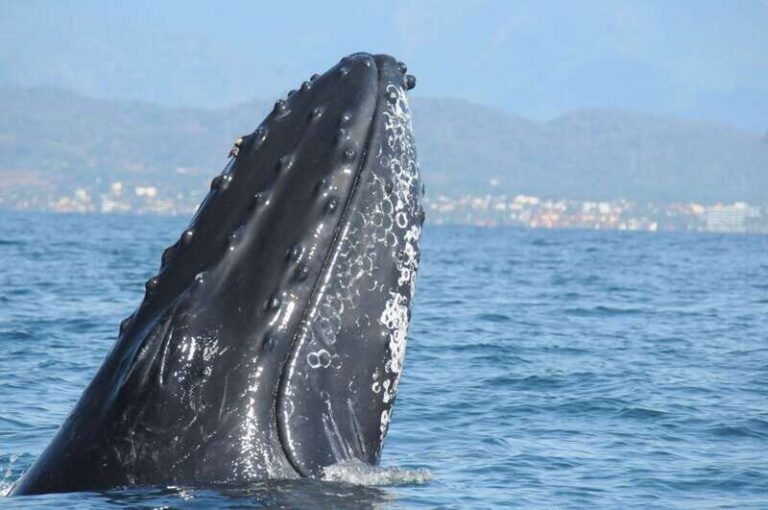 Puerto Vallarta: Humpback Whale Research Adventure Tour - The Experience in Detail
