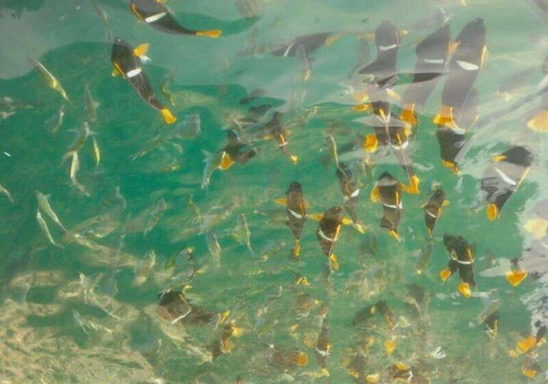 Puerto Vallarta: Los Arcos Snorkeling Tour - What’s Included & What to Bring