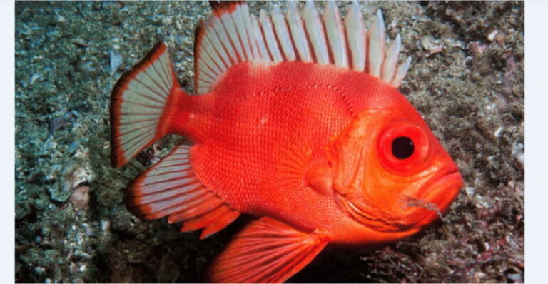 Puerto Vallarta: Scuba Diving en el Morro - Introduction: What Makes this Tour Stand Out?