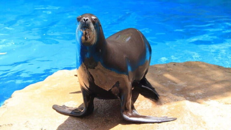 Puerto Vallarta: Unforgettable Sea Lion Encounter - The Experience Itinerary: A Closer Look
