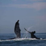 Puerto Vallarta: Whale watching - What’s Included & What to Consider