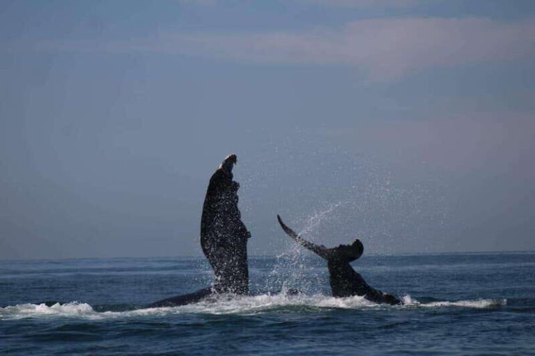 Puerto Vallarta: Whale watching - What’s Included & What to Consider